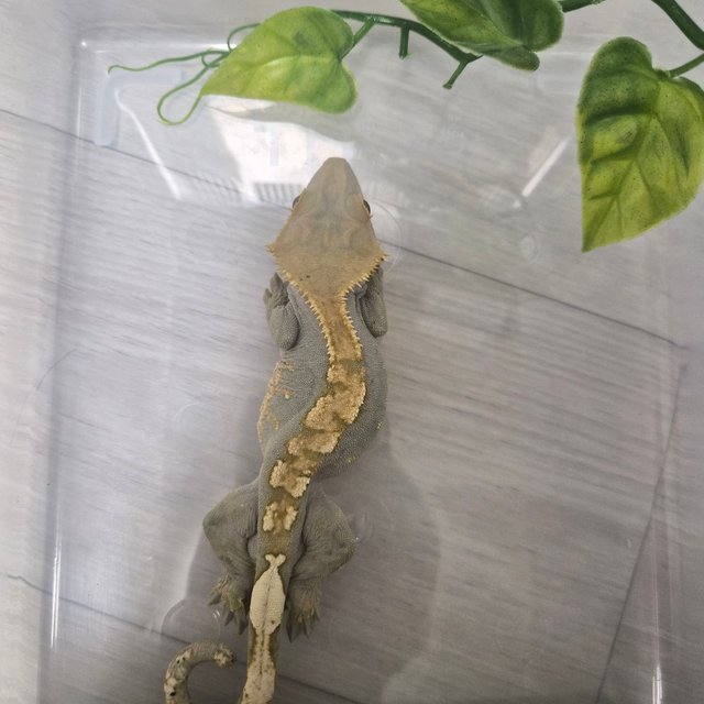 노멀 할리퀸 카푸치노