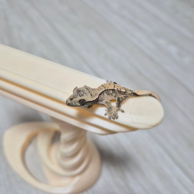 익스트림할리퀸 트라이 노멀