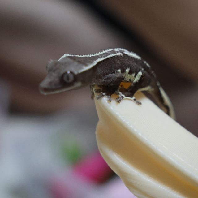 릴잔틱