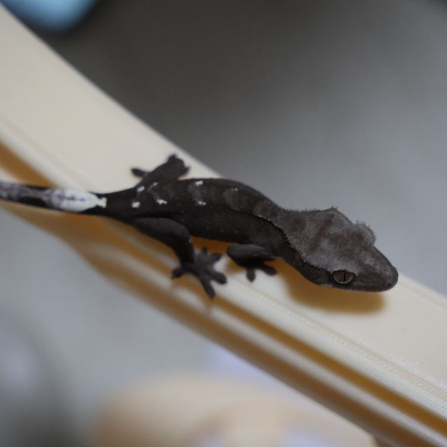 아잔틱