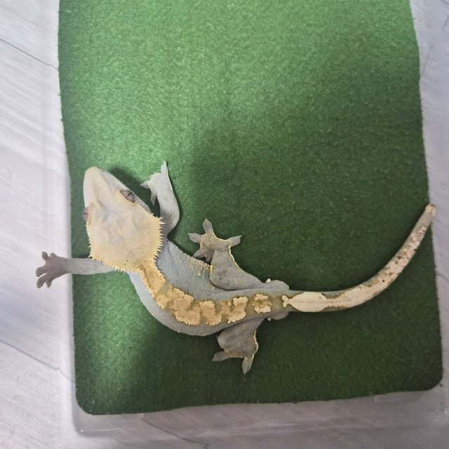 노멀 할리퀸 카푸치노