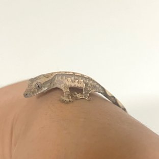 아낙스 x 유령 1차
