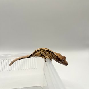 노멀 텐저린 트라이