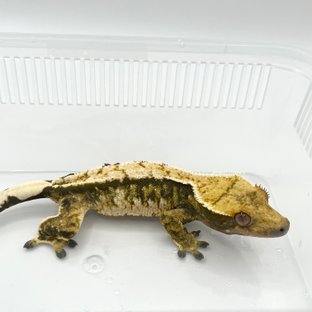 트라이 화이트핀