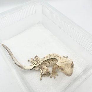 노멀 크림 크림시클