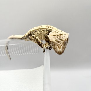 노멀 블랙 화이트 드리피