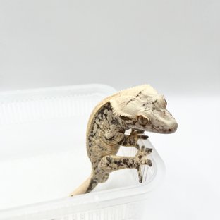 노멀 드리피 쿼드