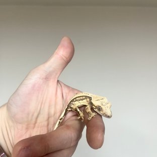 노멀 쿼드 핀스트라이프