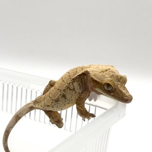 레드 드리피 화이트스팟