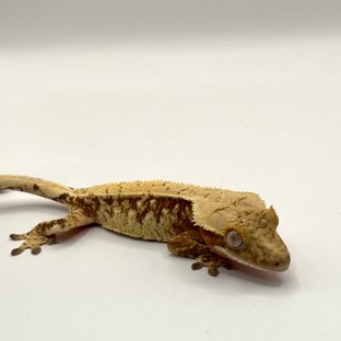 노멀 레드 트라이