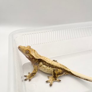 쿼드 드리피 풀핀 화이트스팟