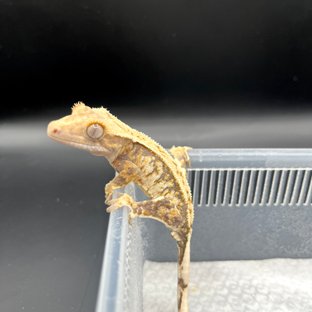 핀스트라이프 트라이