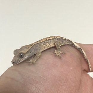 사월이 x 유령 3차