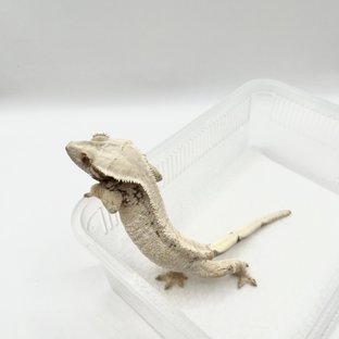 노멀 드리피 화이트