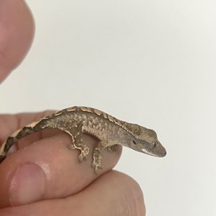 아낙스 x 유령 1차