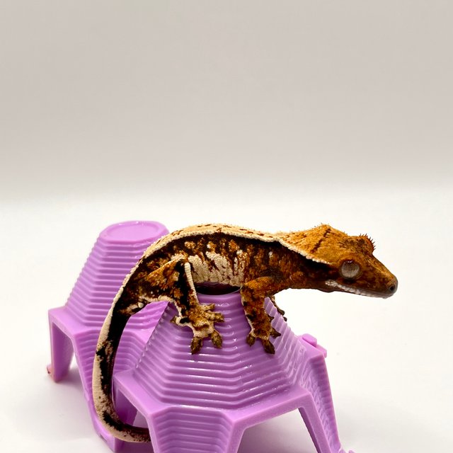 노멀 텐저린 트라이