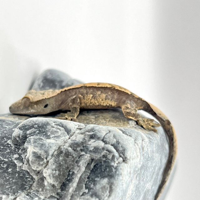 노멀 트라이 화이트스팟