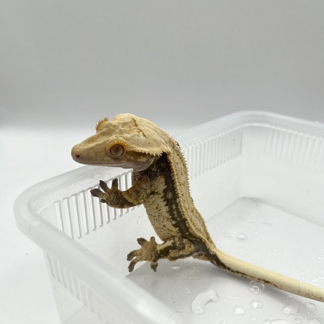 쿼드 풀핀 드리피