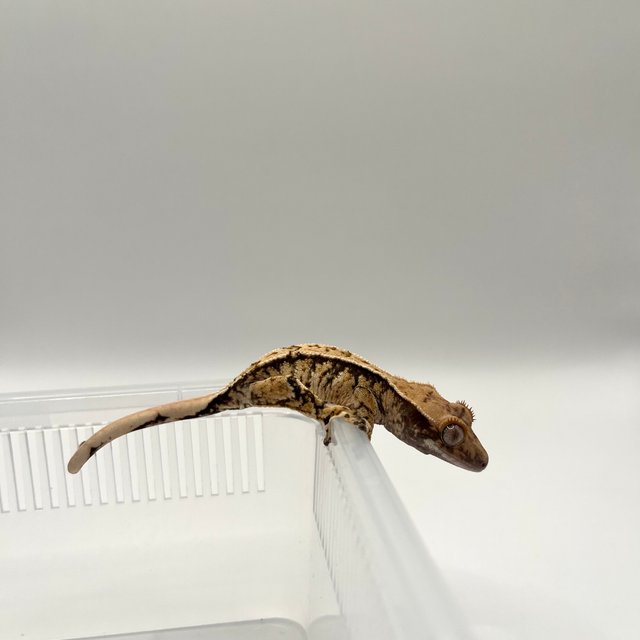 노멀 텐저린 트라이