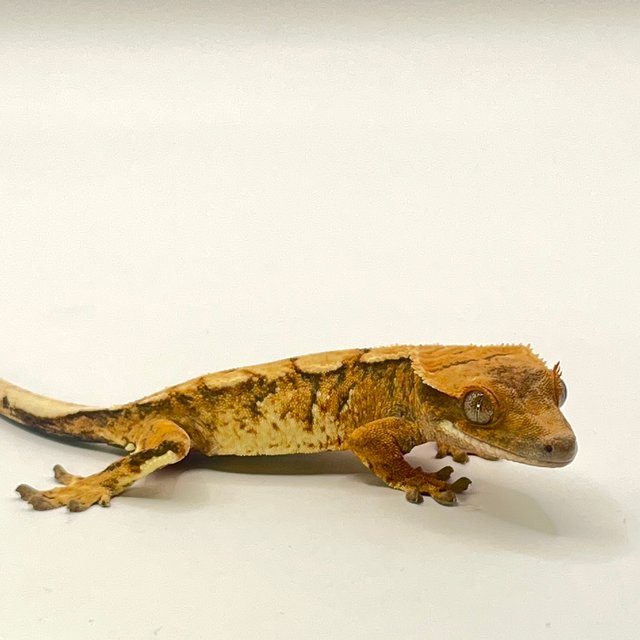 노멀 텐저린 트라이