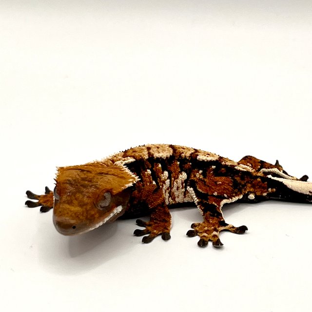 노멀 텐저린 트라이