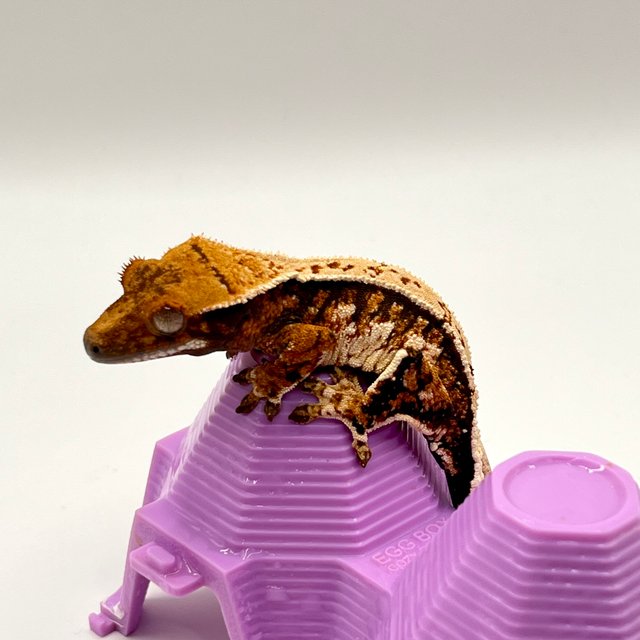 노멀 텐저린 트라이