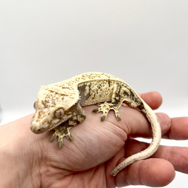 노멀 블랙 화이트 드리피