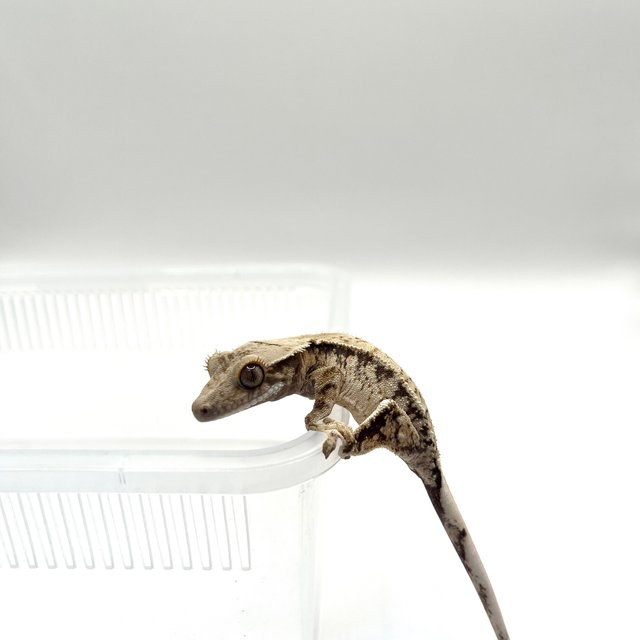 노멀 드리피 화이트