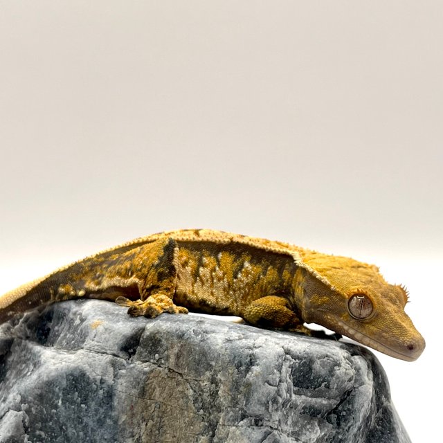 노멀 텐저린 트라이