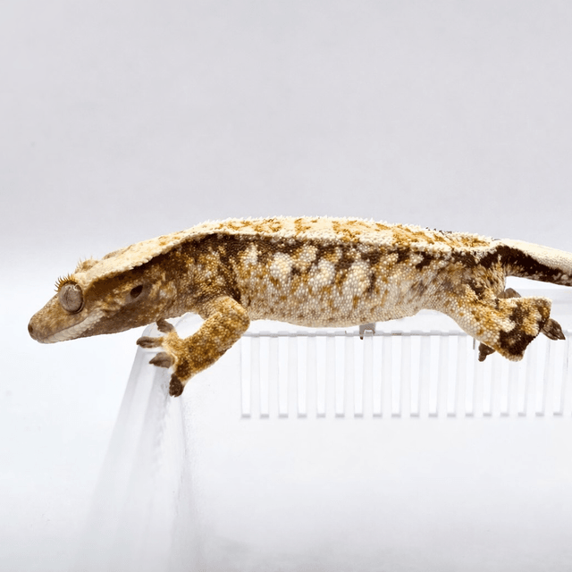 노멀 트라이 화이트스팟