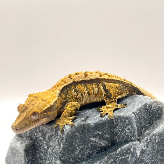 노멀 텐저린 트라이