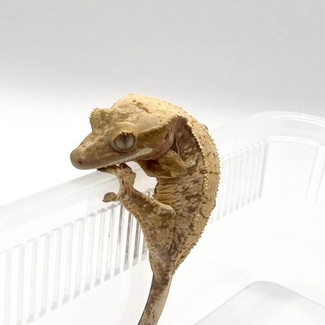 레드 드리피 화이트스팟