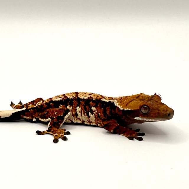 노멀 텐저린 트라이