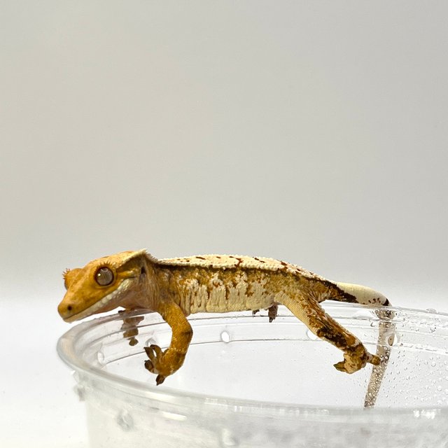 노멀 텐저린 트라이