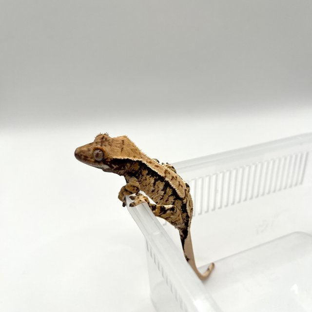 노멀 텐저린 트라이