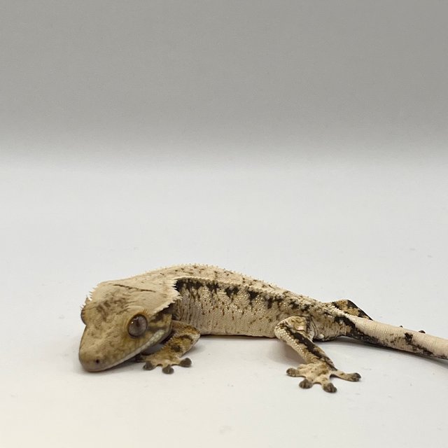 노멀 트라이 화이트스팟