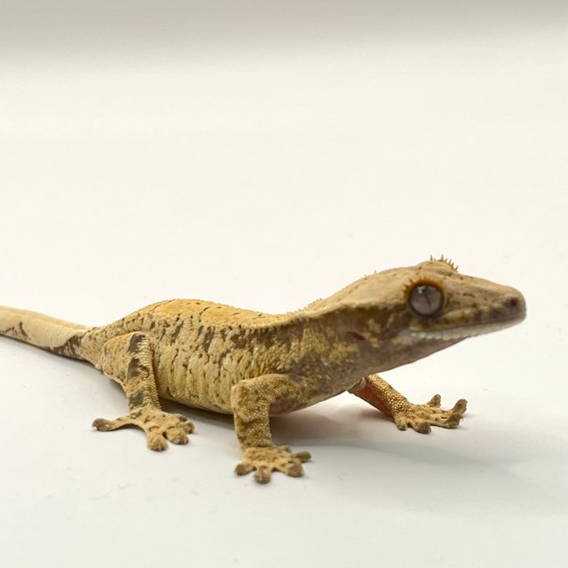 노멀 화이트스팟