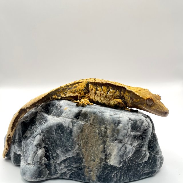 노멀 텐저린 트라이