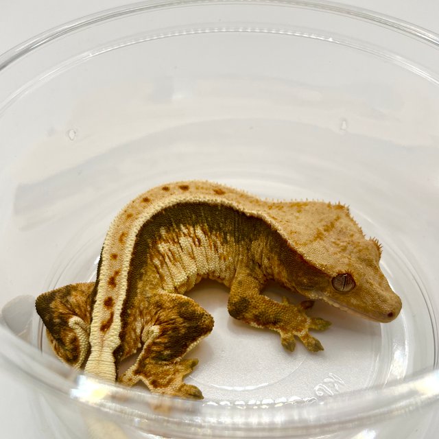 텐저린 트라이 풀핀