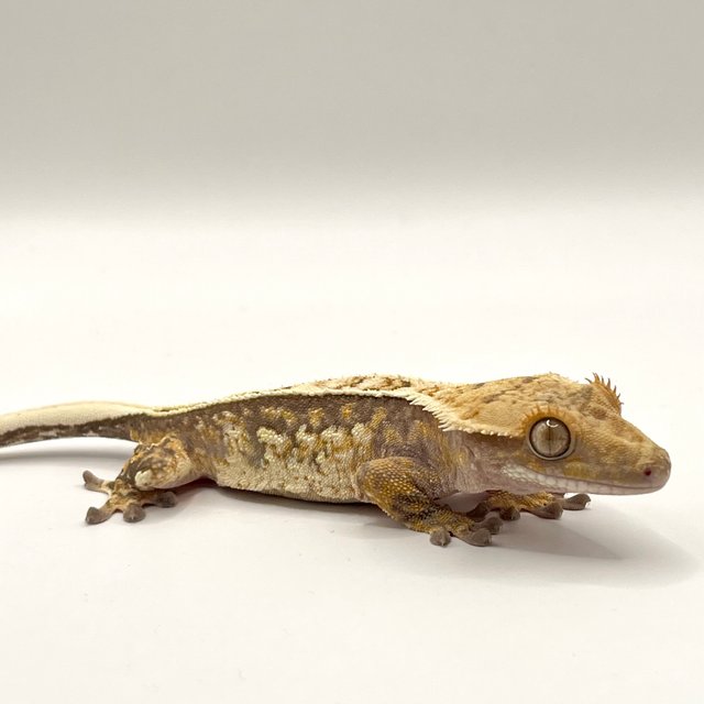 노멀 트라이 쿼드