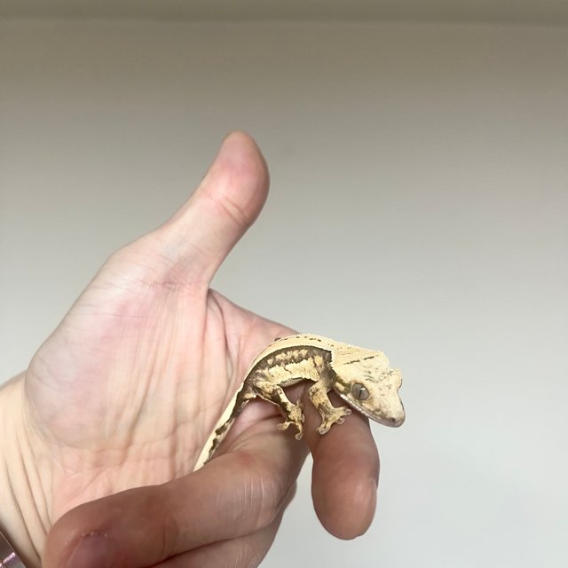 노멀 쿼드 핀스트라이프