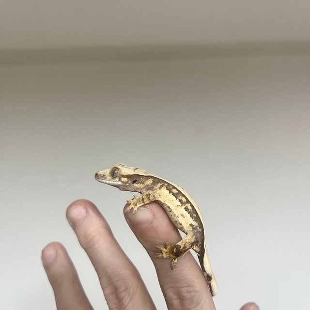 노멀 쿼드 핀스트라이프