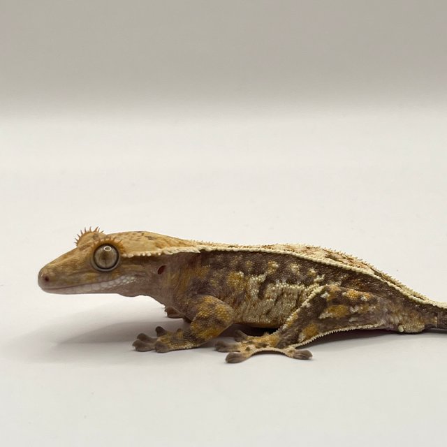 노멀 트라이 쿼드