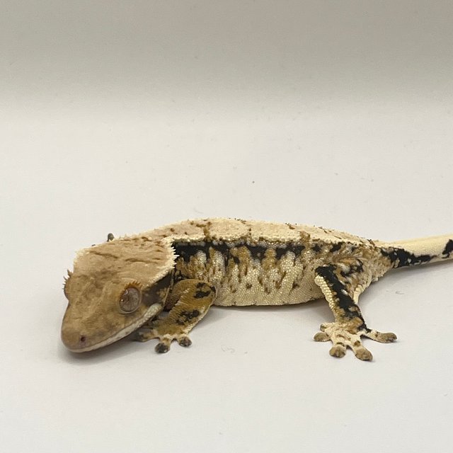 노멀 텐저린 트라이