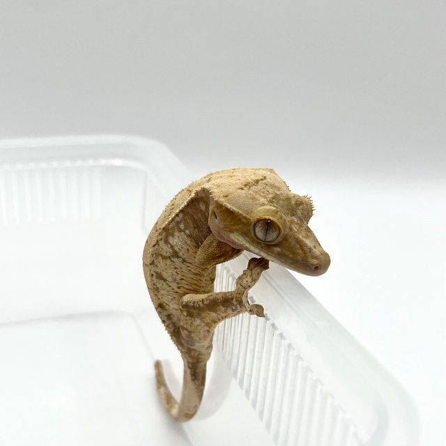 레드 드리피 화이트스팟