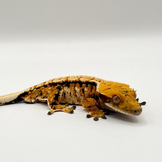 노멀 텐저린 트라이