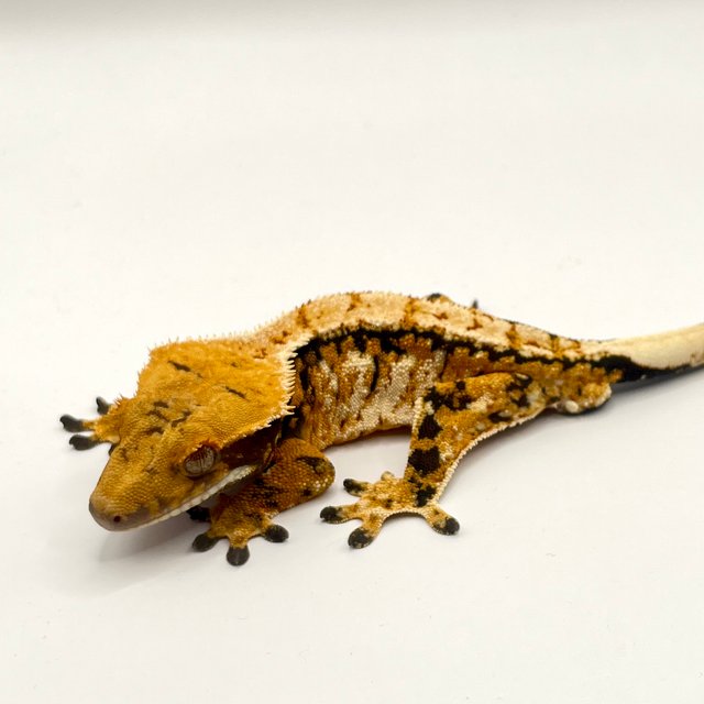 노멀 텐저린 트라이