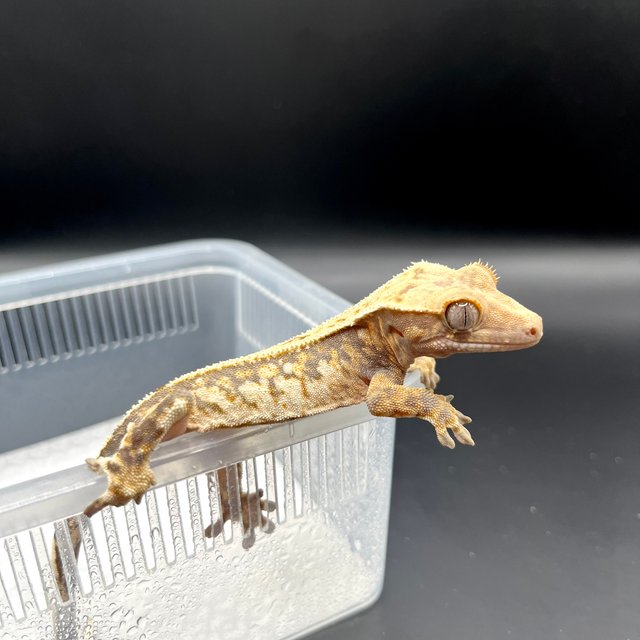 핀스트라이프 트라이