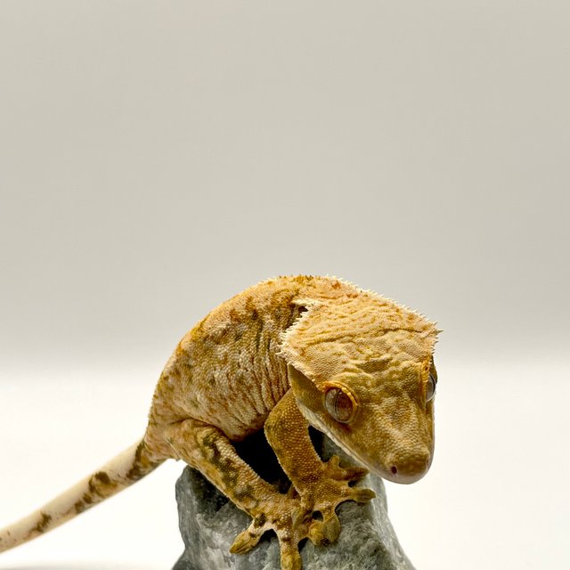 노멀 트라이 화이트스팟