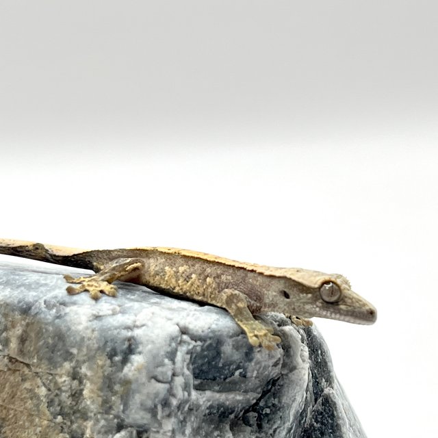 노멀 트라이 화이트스팟